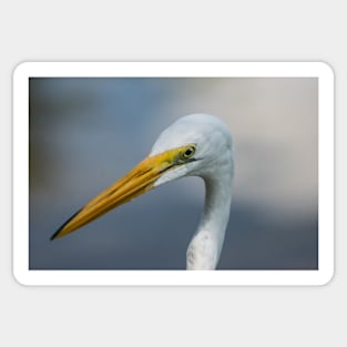 Large egret in wildlife preserve Sticker